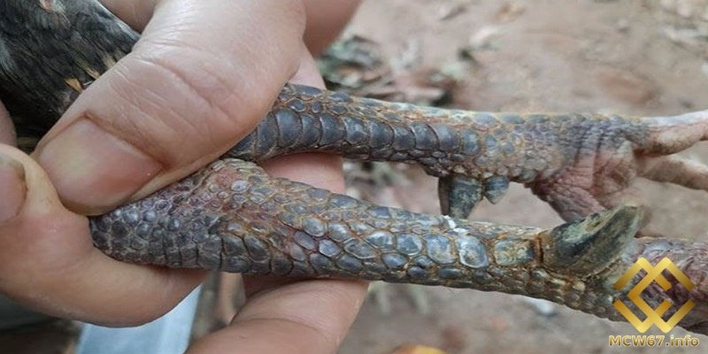 Gà chân chì là gì và một số giống nổi bật nhất hiện nay 1 Gà chân chì là dòng phổ biến hiện nay được nuôi nhiều