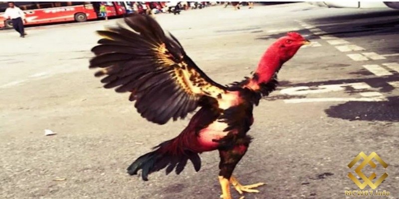 Gà chọi cánh tiên gây ấn tượng với ngoại hình đặc biệt 1 Gà chọi cánh tiên sở hữu đôi cánh xòe trông như nàng tiên