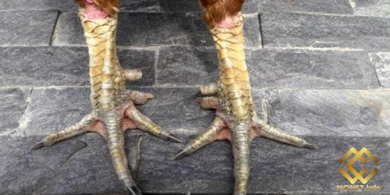Gà chọi cánh tiên gây ấn tượng với ngoại hình đặc biệt 4 Phần chân của gà cánh tiên với vảy xếp đều sẽ là dấu hiệu chiến kê đá tốt