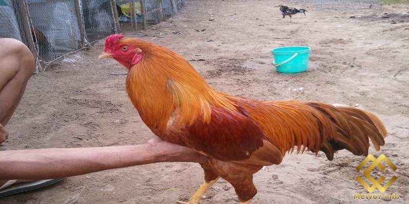 Tổng hợp cách xem màu mạng gà đá chuẩn xác nhất cho sự kê 5 Gà mạng Kim là một dòng gà vô cùng độc đáo