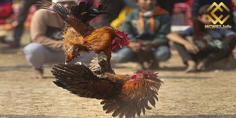Tổng hợp cách xem màu mạng gà đá chuẩn xác nhất cho sự kê 1 Màu mạng gà đá là gì?
