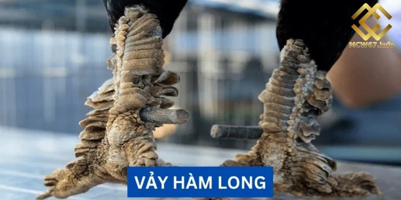Vảy gà chọi độc - Thần kê quý hiếm nên lựa chọn thi đấu 3 Vảy gà chiến độc hàm long trông giống vảy rồng có uy lực mạnh mẽ