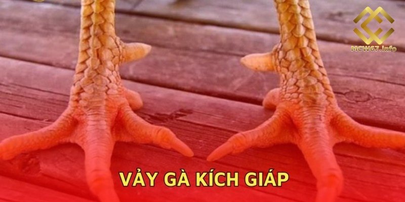 Vảy gà chọi độc - Thần kê quý hiếm nên lựa chọn thi đấu 2 Vảy gà chọi kích giáp độc hiếm đem lại cơ hội chiến thắng cao