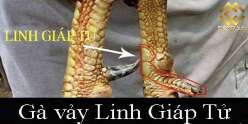 Vảy gà chọi độc - Thần kê quý hiếm nên lựa chọn thi đấu 5 Vảy gà chọi độc linh giáp tử được nhiều sư kê săn lùng tìm kiếm