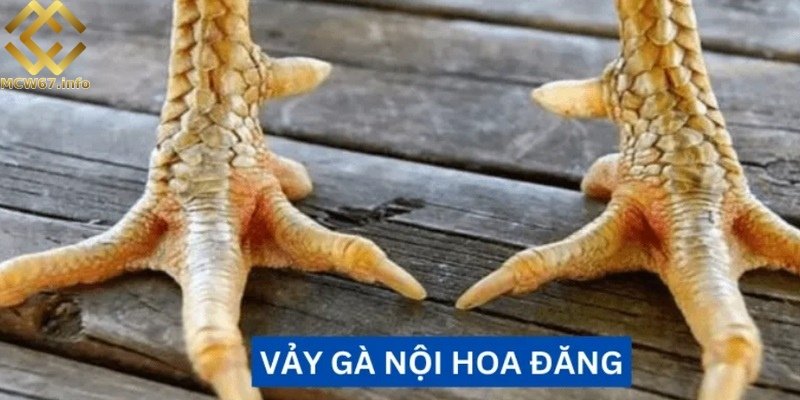 Vảy gà chọi độc - Thần kê quý hiếm nên lựa chọn thi đấu 4 Gà chọi có vảy nội hoa đăng luôn khiến đối phương dè chừng khi xuất hiện